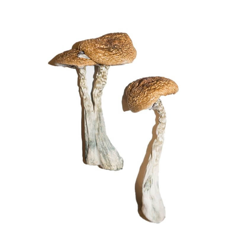 Magic mushrooms buy online stoke on trent