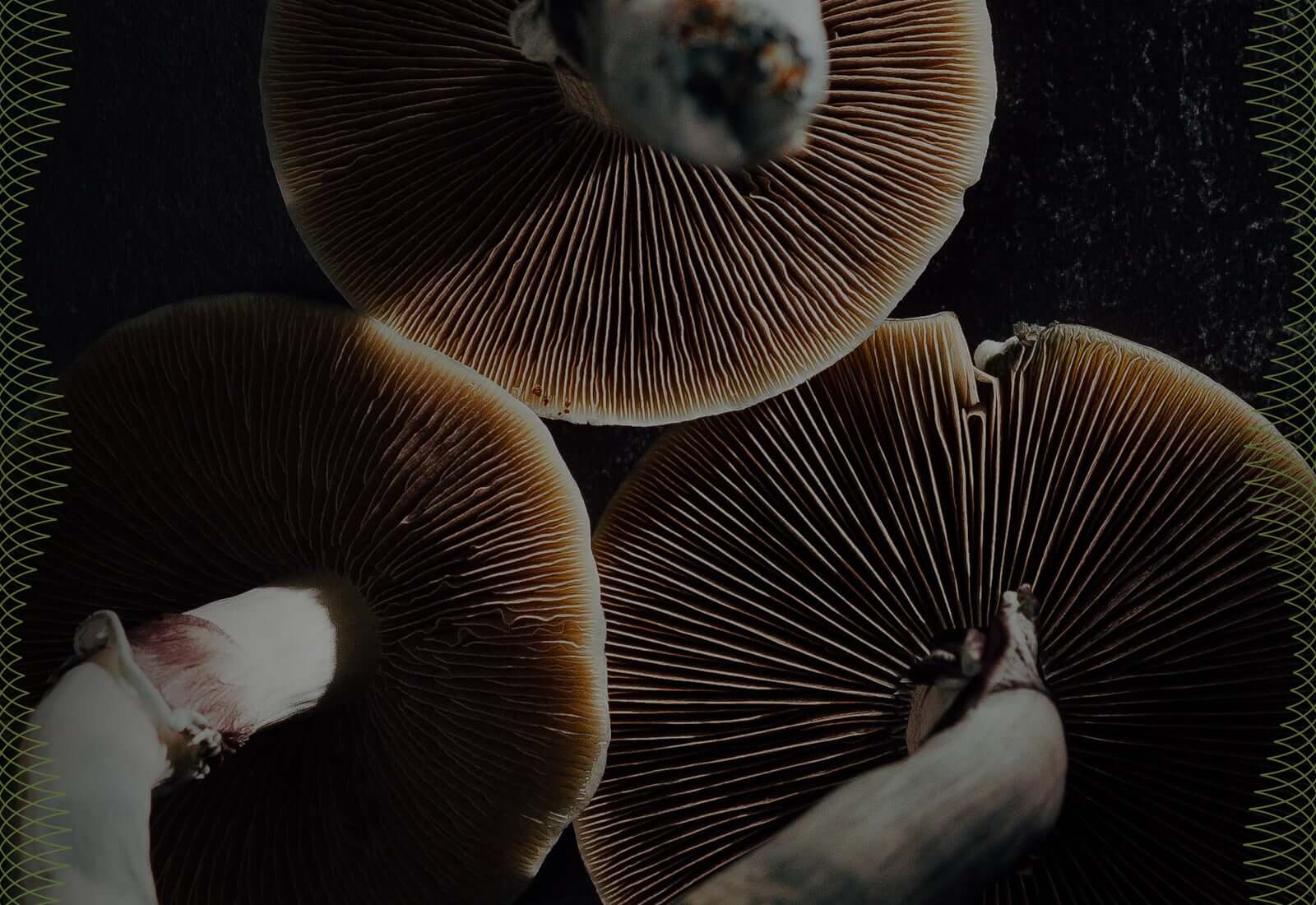 uk magic mushrooms