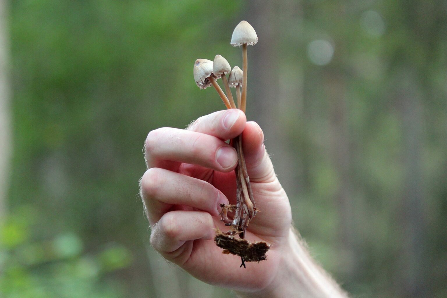 Buy Magic mushrooms uk